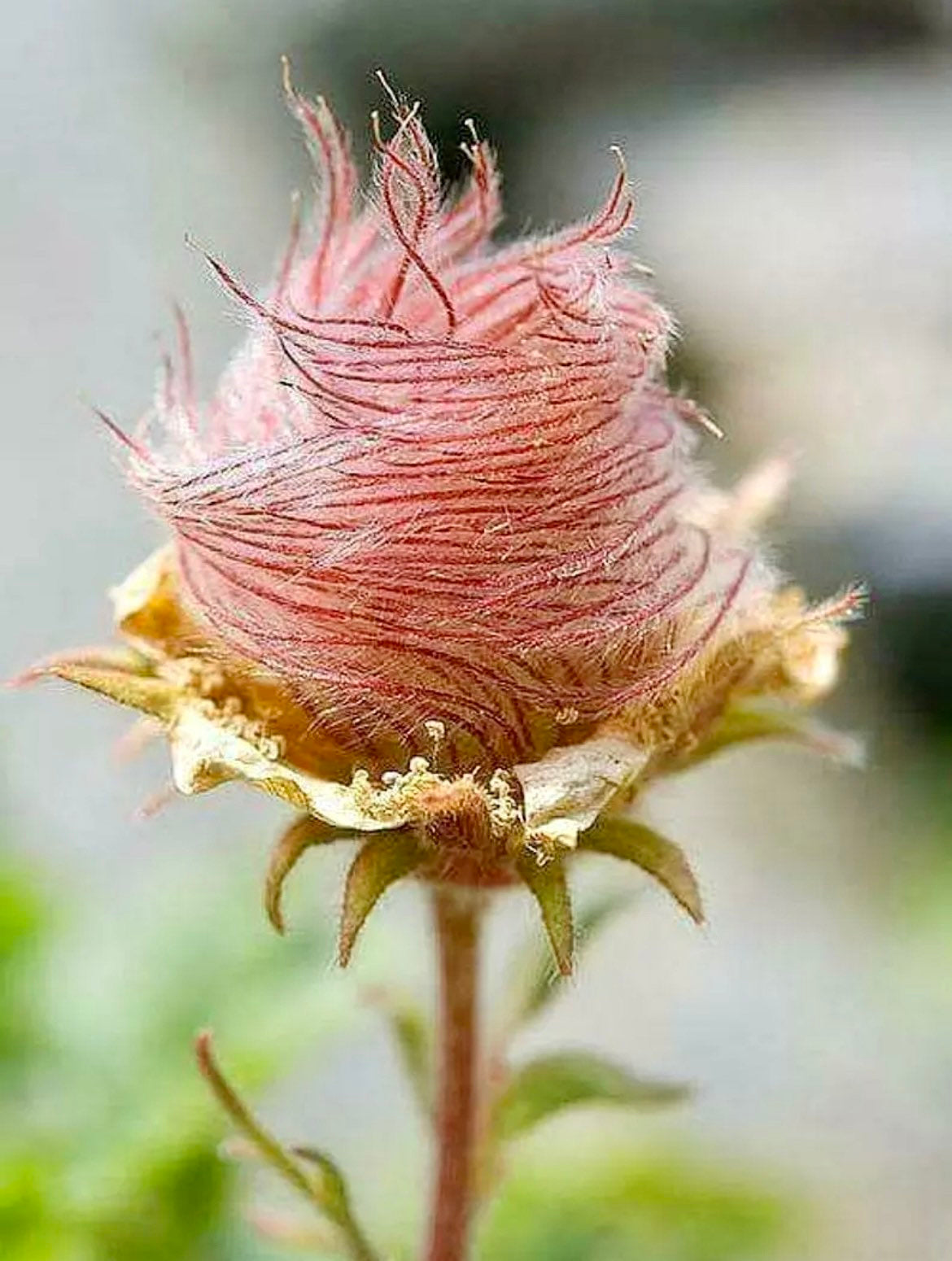 Prairie Smoke Flower Seeds