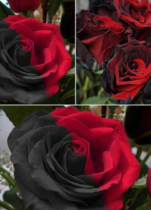 Twin Red Black Rose