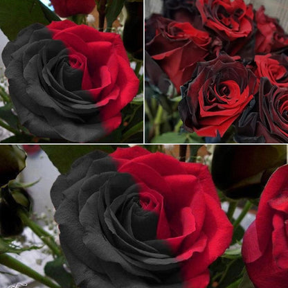 Twin Red Black Rose