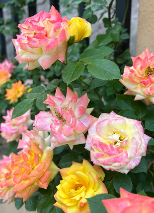 Climbing Rainbow Rose Seeds