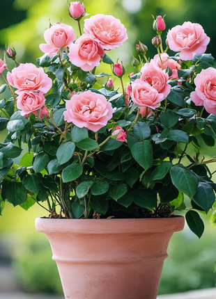 Pink Sunset Roses Seeds