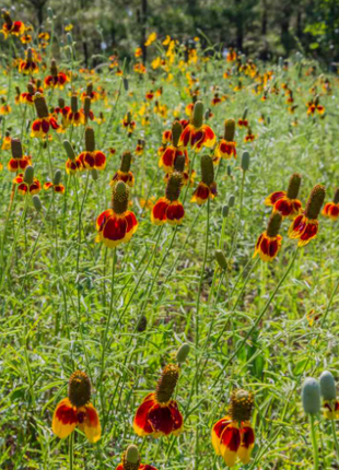 50 Pcs RARE MEXICAN HAT SEEDS