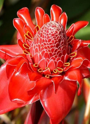Torch Ginger - Etlingera elatior - Rare Species