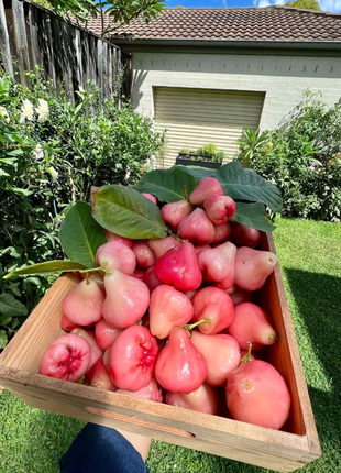 Pink Lotus Mist Seeds