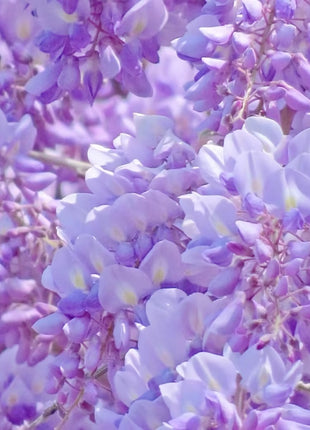 Wisteria Flower Seeds Nature's Purple Elegance