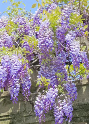 Wisteria Flower Seeds Nature's Purple Elegance