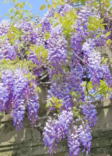 Wisteria Flower Seeds Nature's Purple Elegance