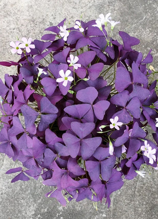 10PCS Oxalis Triangularis Purple Shamrock Good Luck Plant