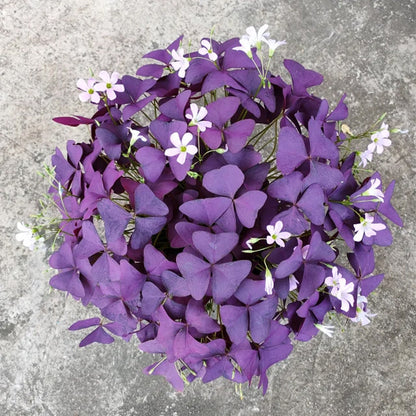 10PCS Oxalis Triangularis Purple Shamrock Good Luck Plant