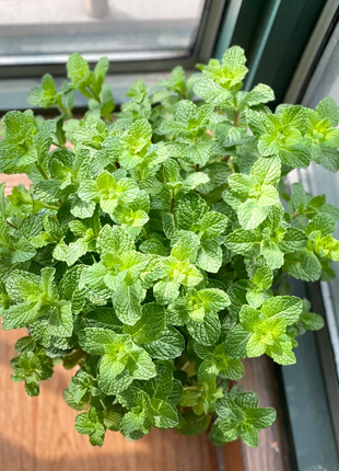 Potted Mint Seeds