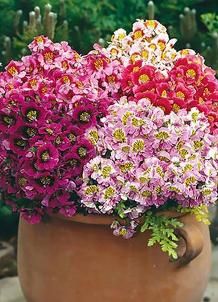 BUTTERFLY FLOWER - ANGEL WINGS MIX