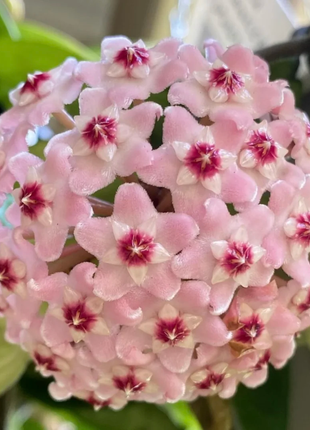 ⭐️Hoya Carnosa Flower Seeds 丨Star-shaped Flower Ball