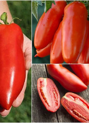 Non Gmo Tomato Red Banana Seeds