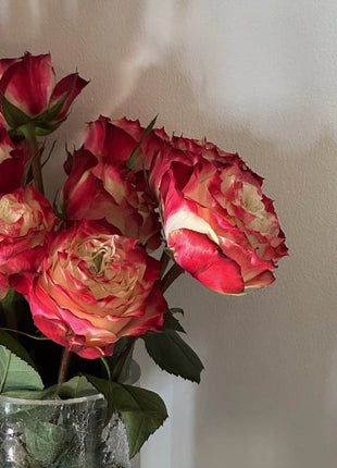 Rare Multi-color Roses-Apple Jack Seeds