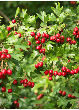 Hawthorn Seeds