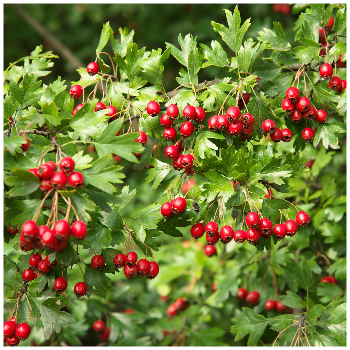 Hawthorn Seeds