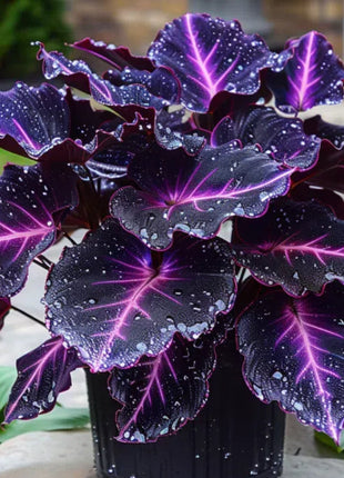 Spectra Leaf Calathea