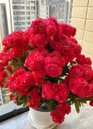 Kalanchoe Seed Garden Planting