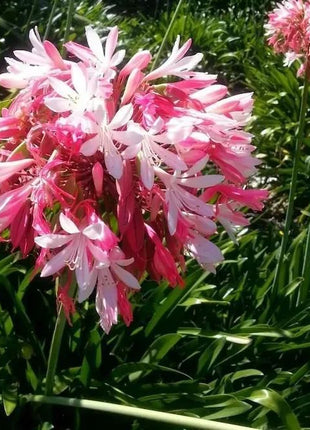🔥🔥Agapanthus africanus 'pink'