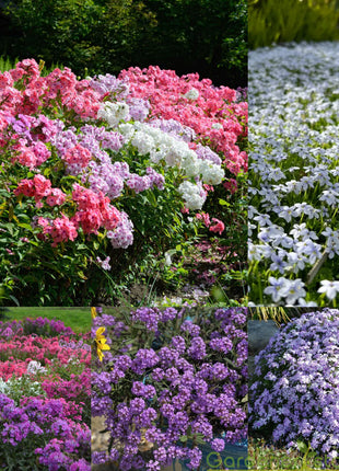 🌺Popular Groundcover Flowering Seeds🌈Colourful Carpet