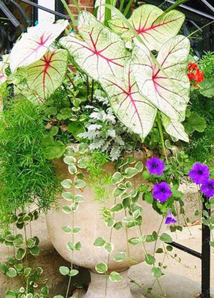 50pcs/Bag Coleus Bonsai Flower Leaf Plants Rainbow Dragon Seeds Garden