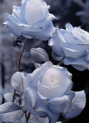 Rare Blue Chill Rose Seeds