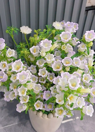 🔔Bellflower Seeds—Lucky Flower