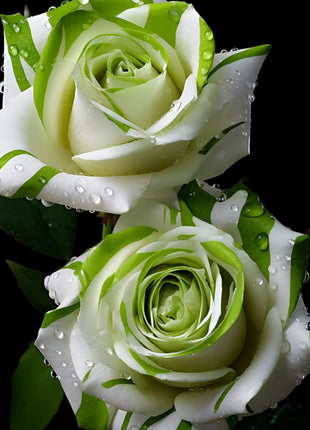 🤍Rare White and Green Twin Roses💚