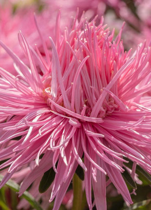 Aster Seeds (Semi-Dwarf) - Jewelaster Rose