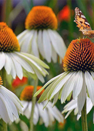 Coneflower Seeds (Echinacea)