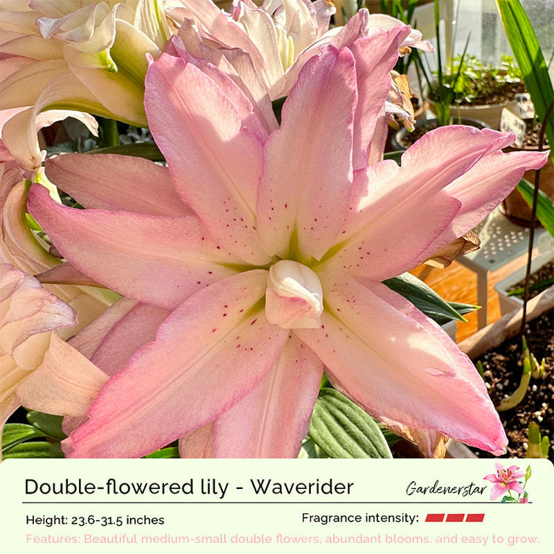 Lily Bulbs