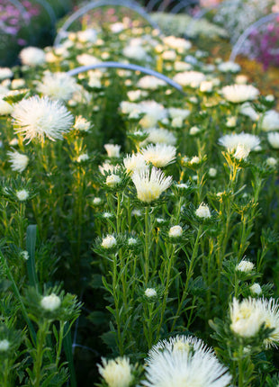 China Aster Valkyrie Yellow