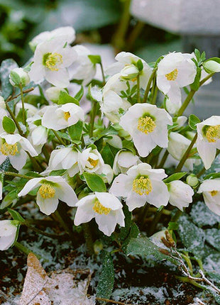 Honeymoon Hellebore, Christmas Rose