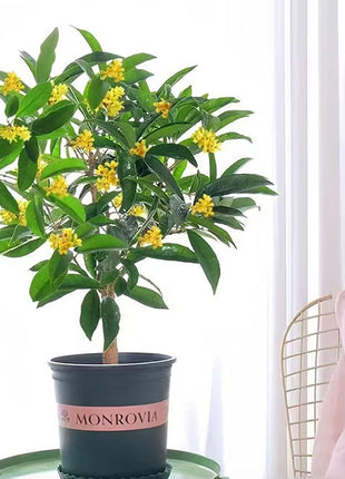 Four Seasons Osmanthus Tree Seeds