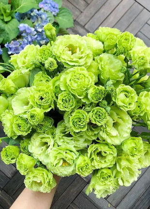 💐Lisianthus - A Sincere and Immutable Love