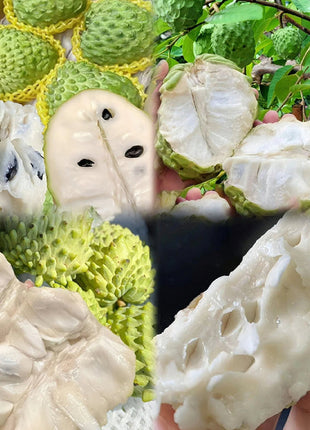 Sugar Apple Seeds