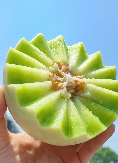 Jade Mushroom🍄Melon Seeds🍈