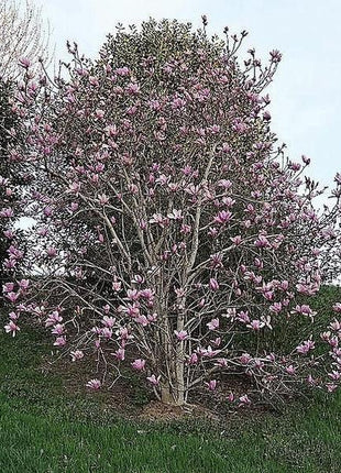 20pcs LILY MAGNOLIA Flower TREE Pink & Purple Fragrant Tulip Magnol Liliiflora Seeds