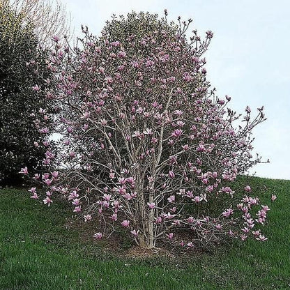 20pcs LILY MAGNOLIA Flower TREE Pink & Purple Fragrant Tulip Magnol Liliiflora Seeds