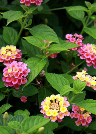 Egrow 30 Pcs/Pack Lantana Seeds Lantana Camara Tree Plan Flower Seeds Home Garden Seeds