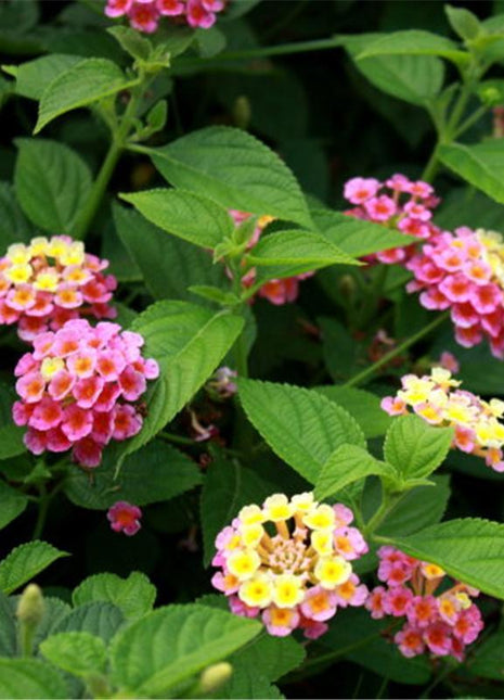 Egrow 30 Pcs/Pack Lantana Seeds Lantana Camara Tree Plan Flower Seeds Home Garden Seeds