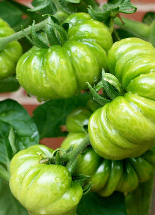 Multicolor Tomato Seeds-No Gmo