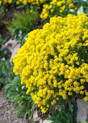 Candytuft Seeds - Mixed Colors