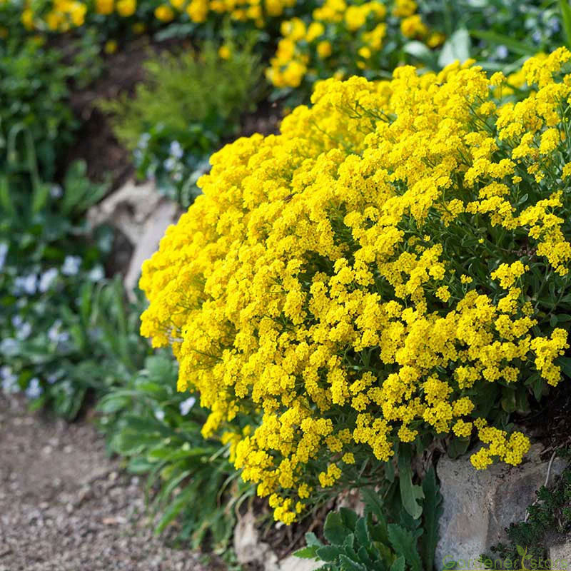 Candytuft Seeds - Mixed Colors