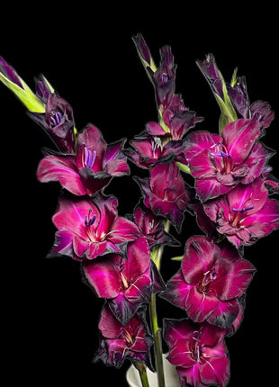Gladiolus Flower