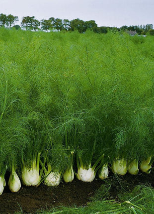 Bulbing Fennel