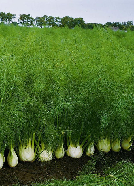 Bulbing Fennel