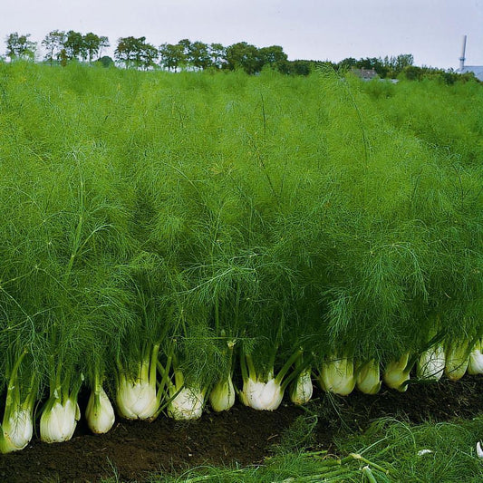 Bulbing Fennel