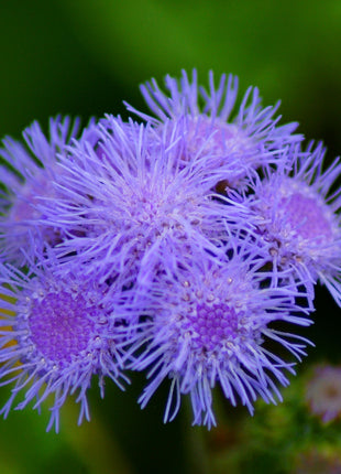 Ageratum Aloha Blue F1