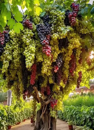 Giant Grape Tree Seeds: Thin-Skinned, Large, and Seedless 🍇🌿